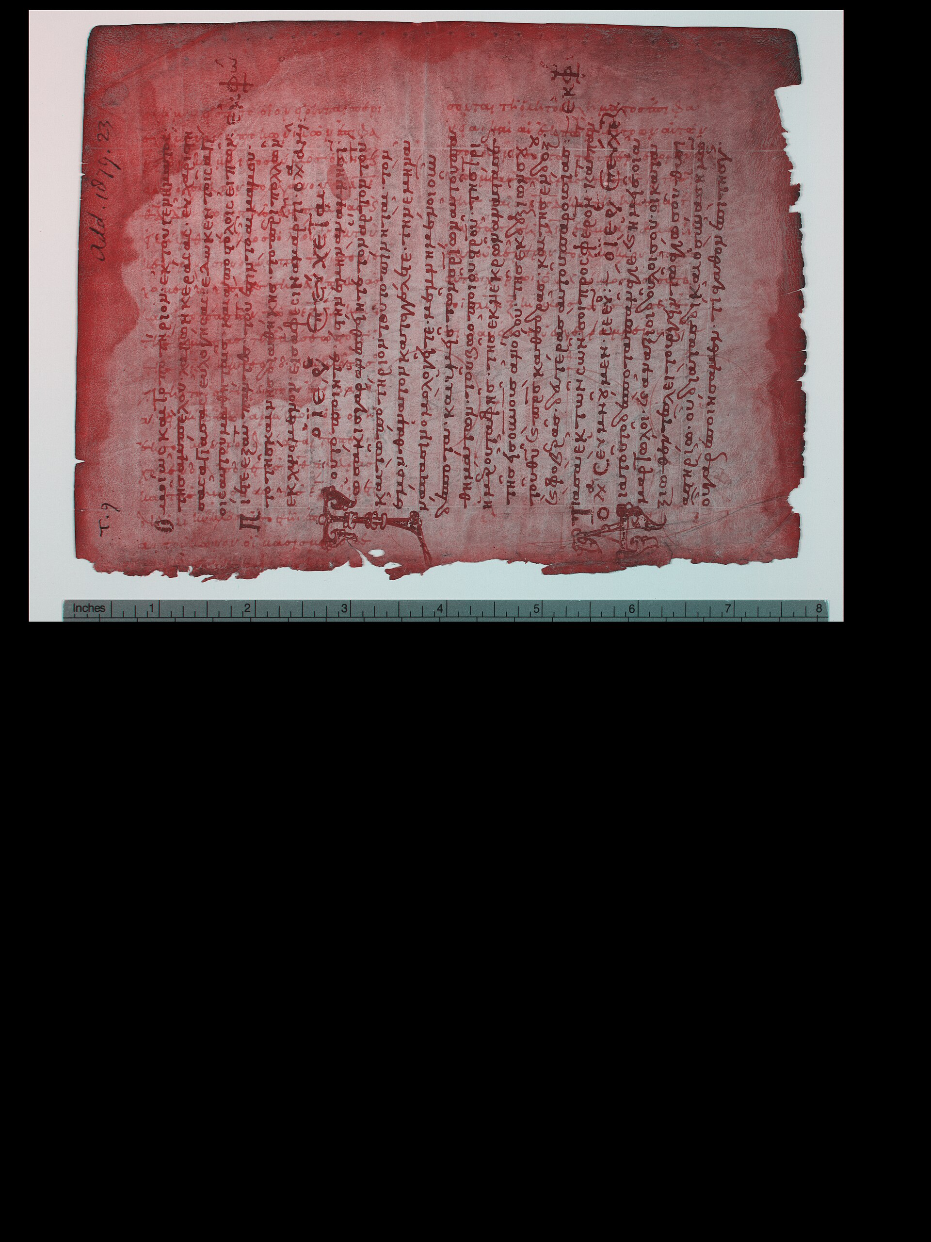 The Cambridge leaf, pseudocolour