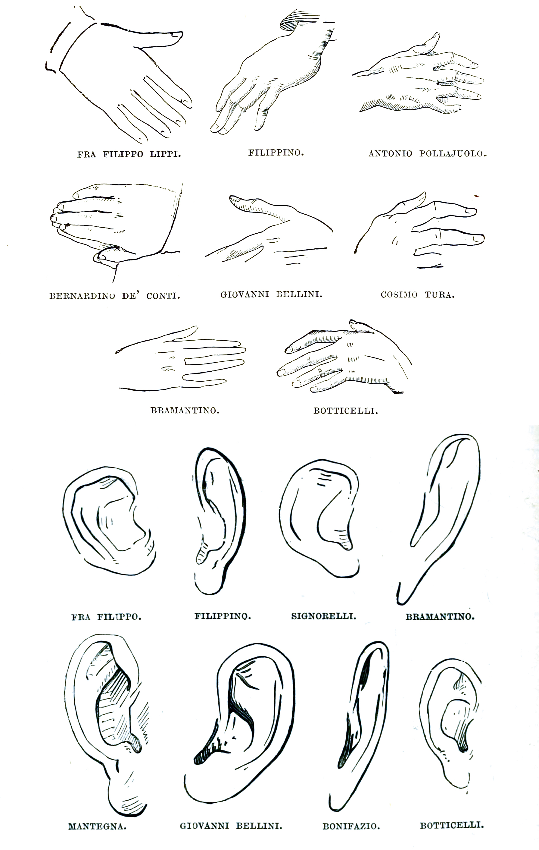 Morelli's own comparative plate of hands and ears, from the English edition of Italian Painters (1892), with specimens labelled Fra Filippo Lippi, Filippino, Antonio Pollaiuolo, Bernardino de' Conti, Giovanni Bellini, Cosimo Tura, Bramantino, Botticelli, Mantegna, Signorelli and Bonifazio.