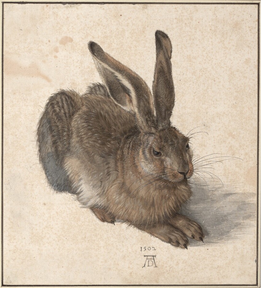 Young Hare, 1502
