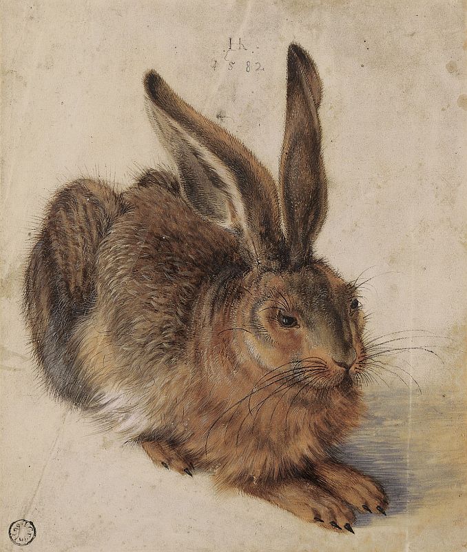 Hans Hoffmann's hare, 1582: not a Durer