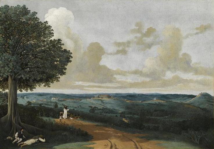 Landscape near Porto Calvo with a fig tree