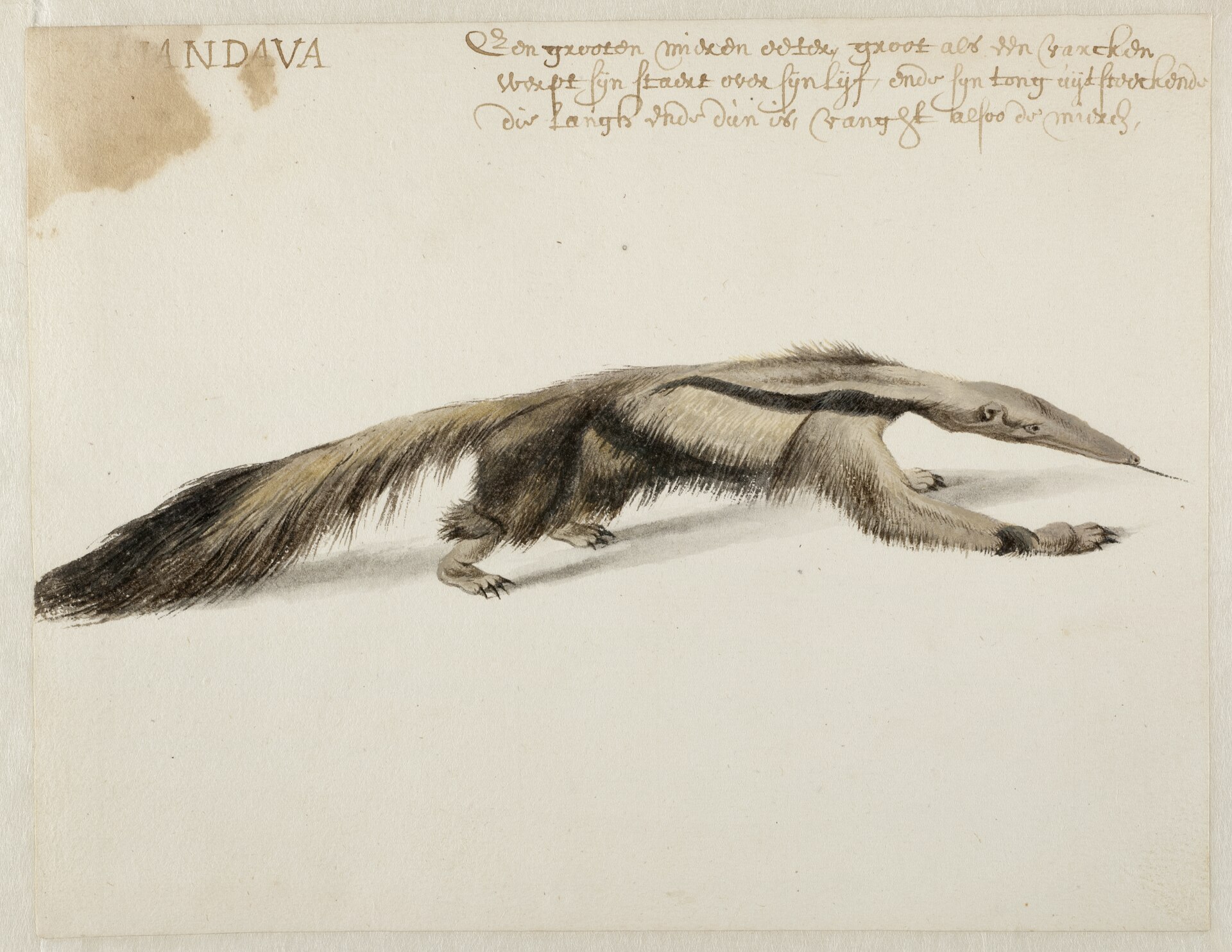Giant anteater