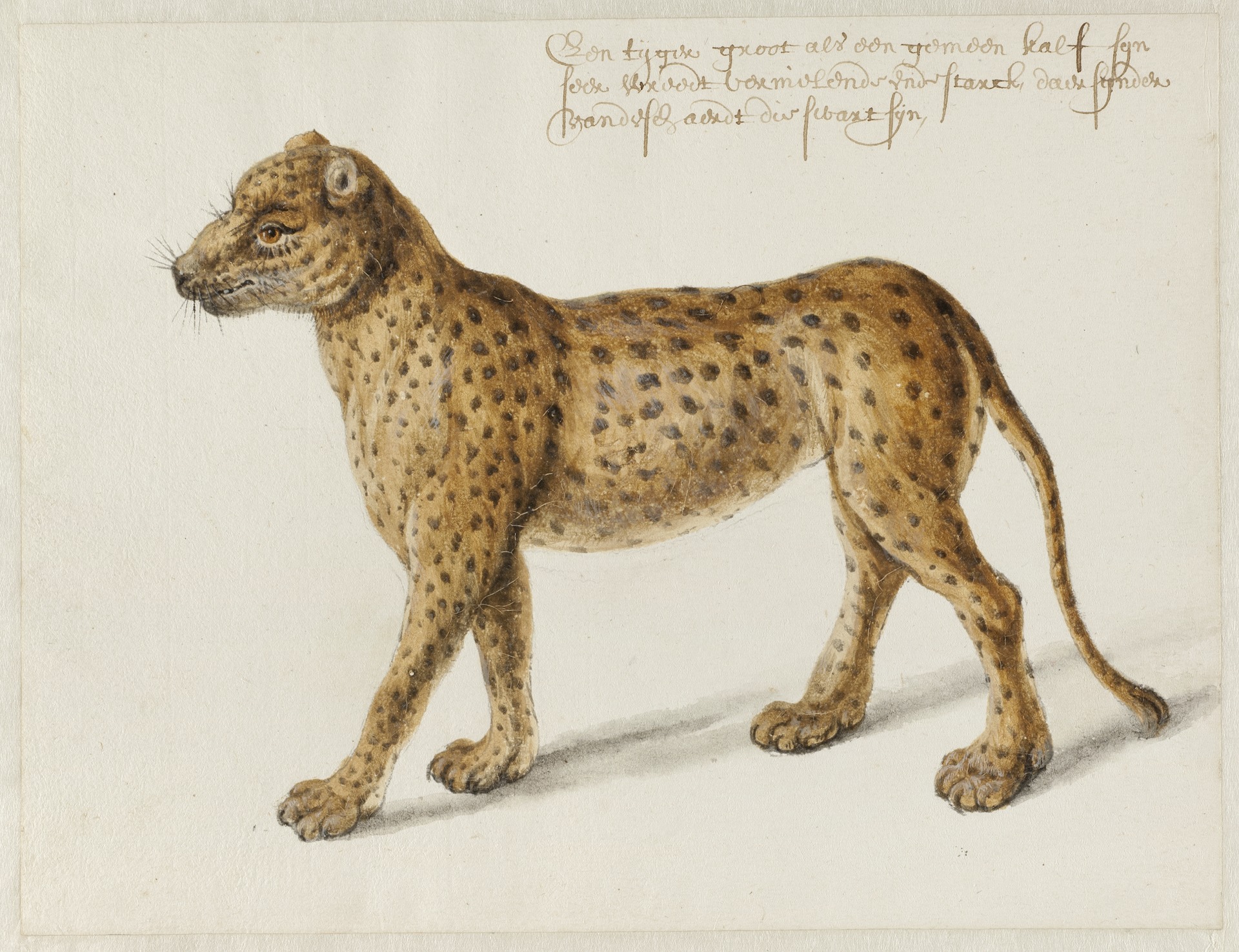 Jaguar