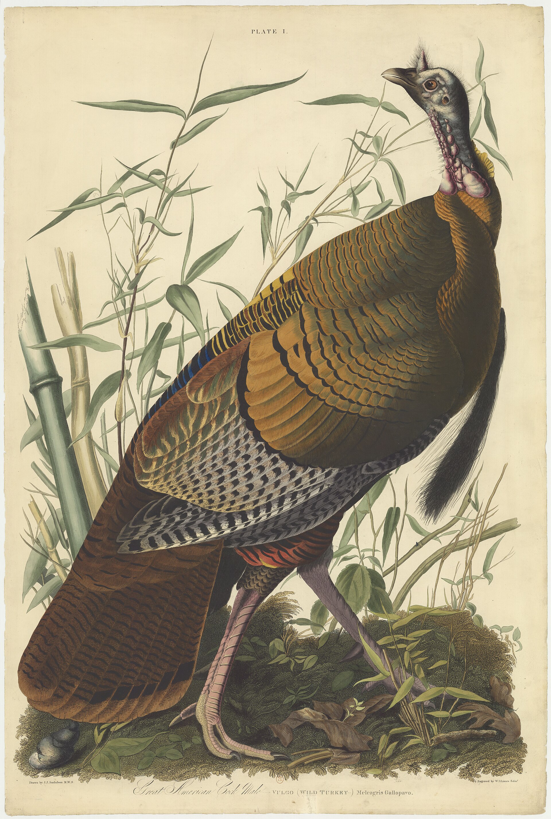Plate I, Wild Turkey (Great American Cock)