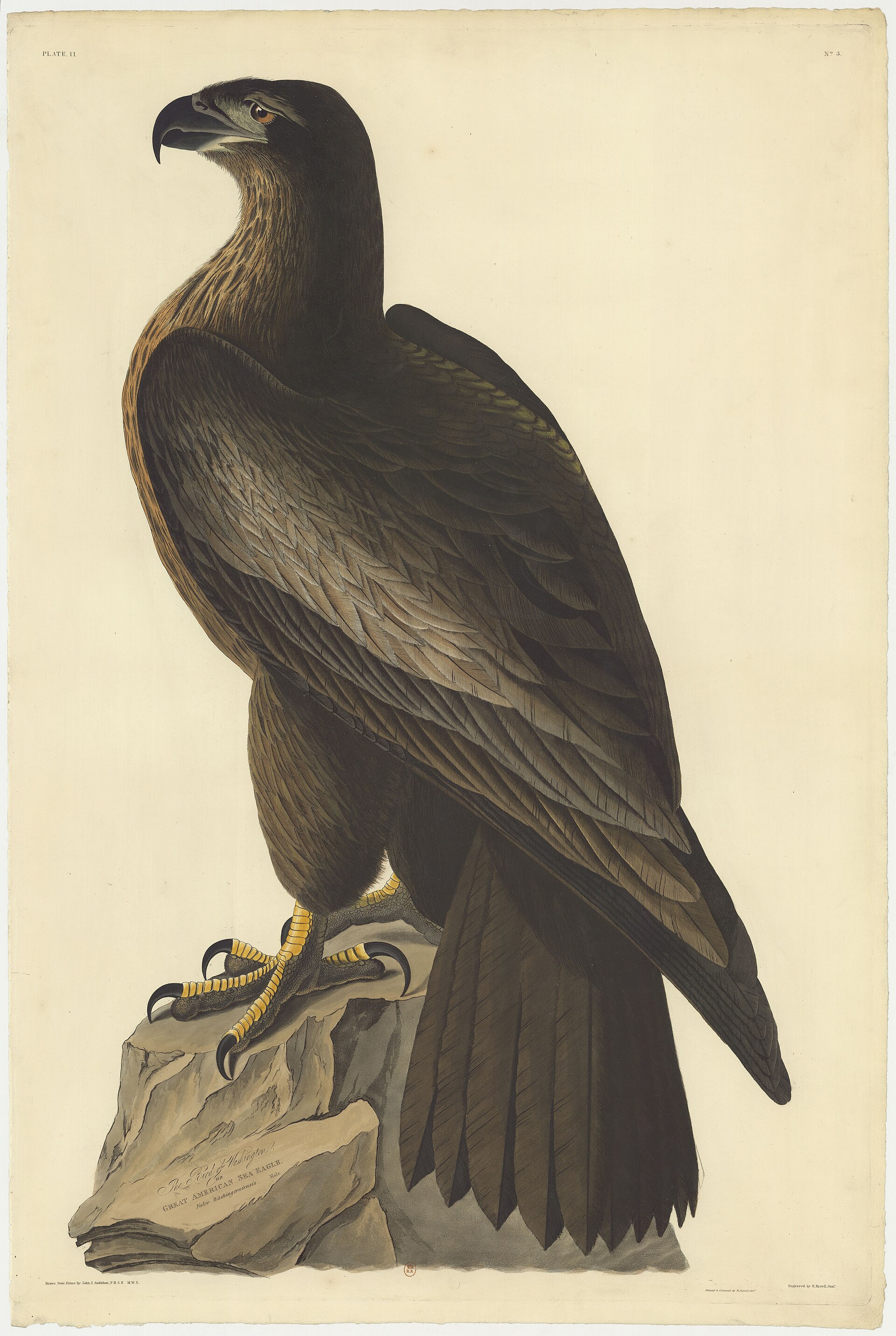 Plate 11, The Bird of Washington