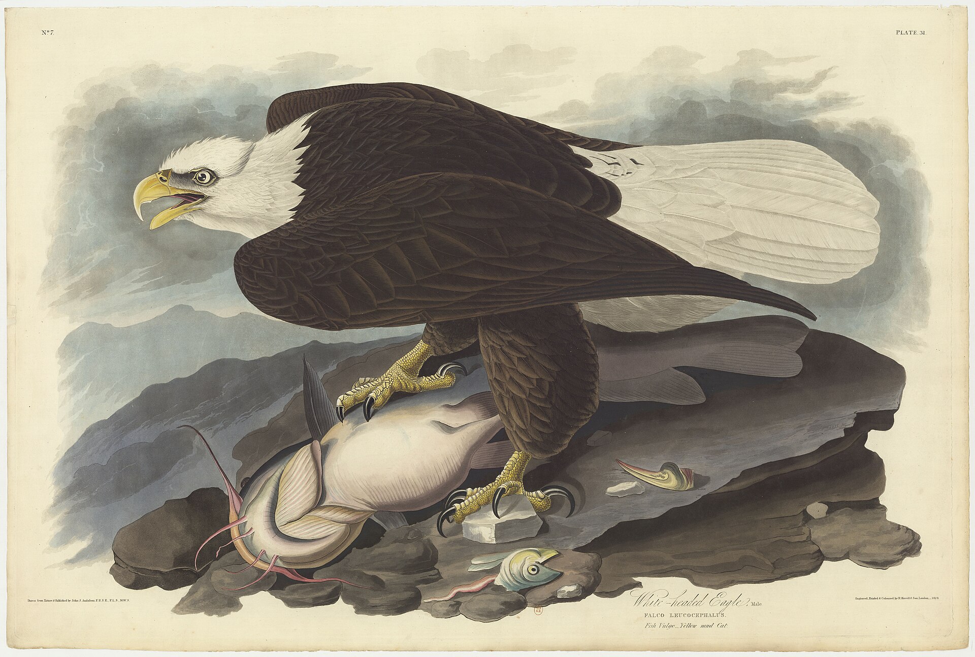 Plate 31, White-headed Eagle (the real bald eagle)