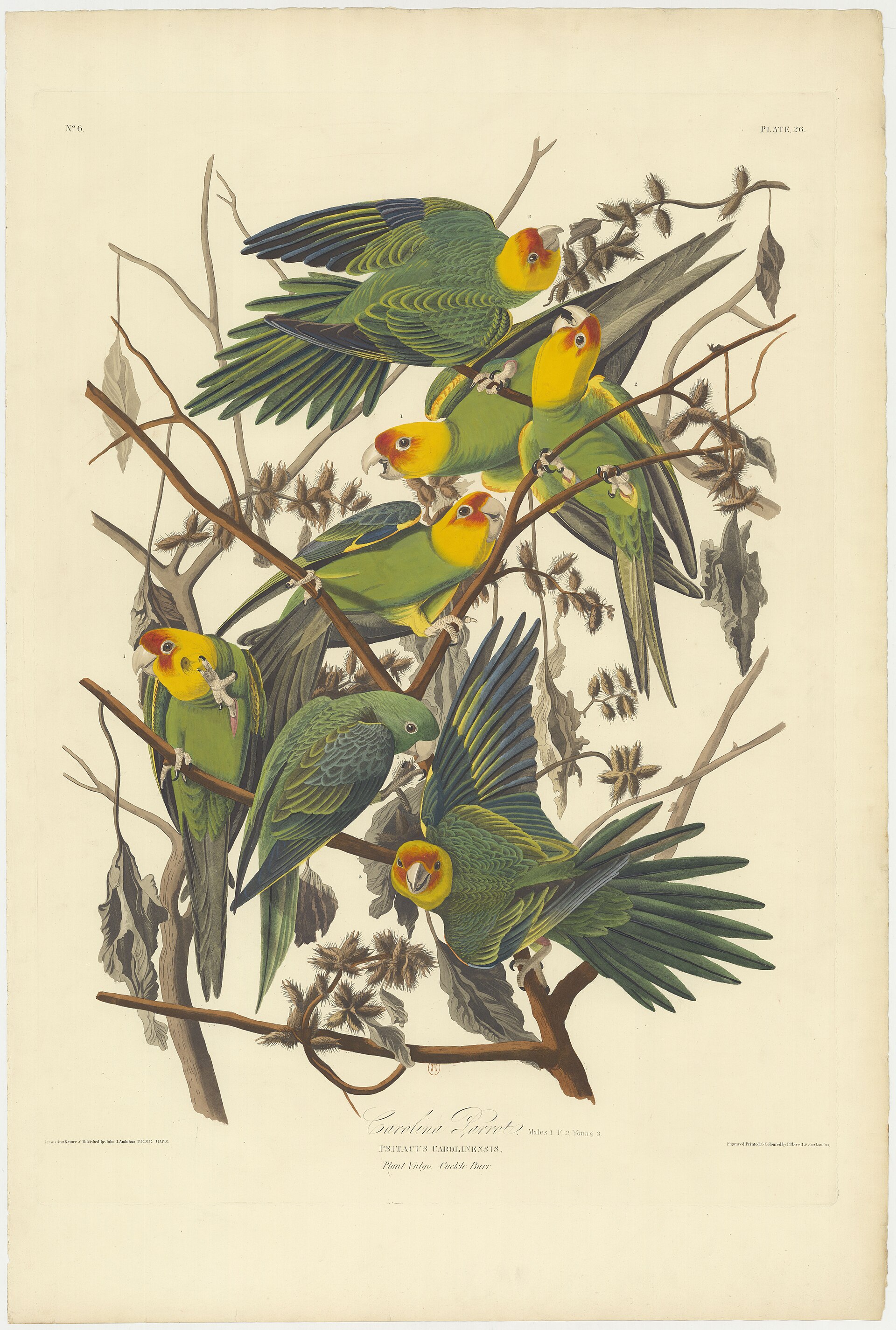 Plate 26, Carolina Parrot (Carolina Parakeet)