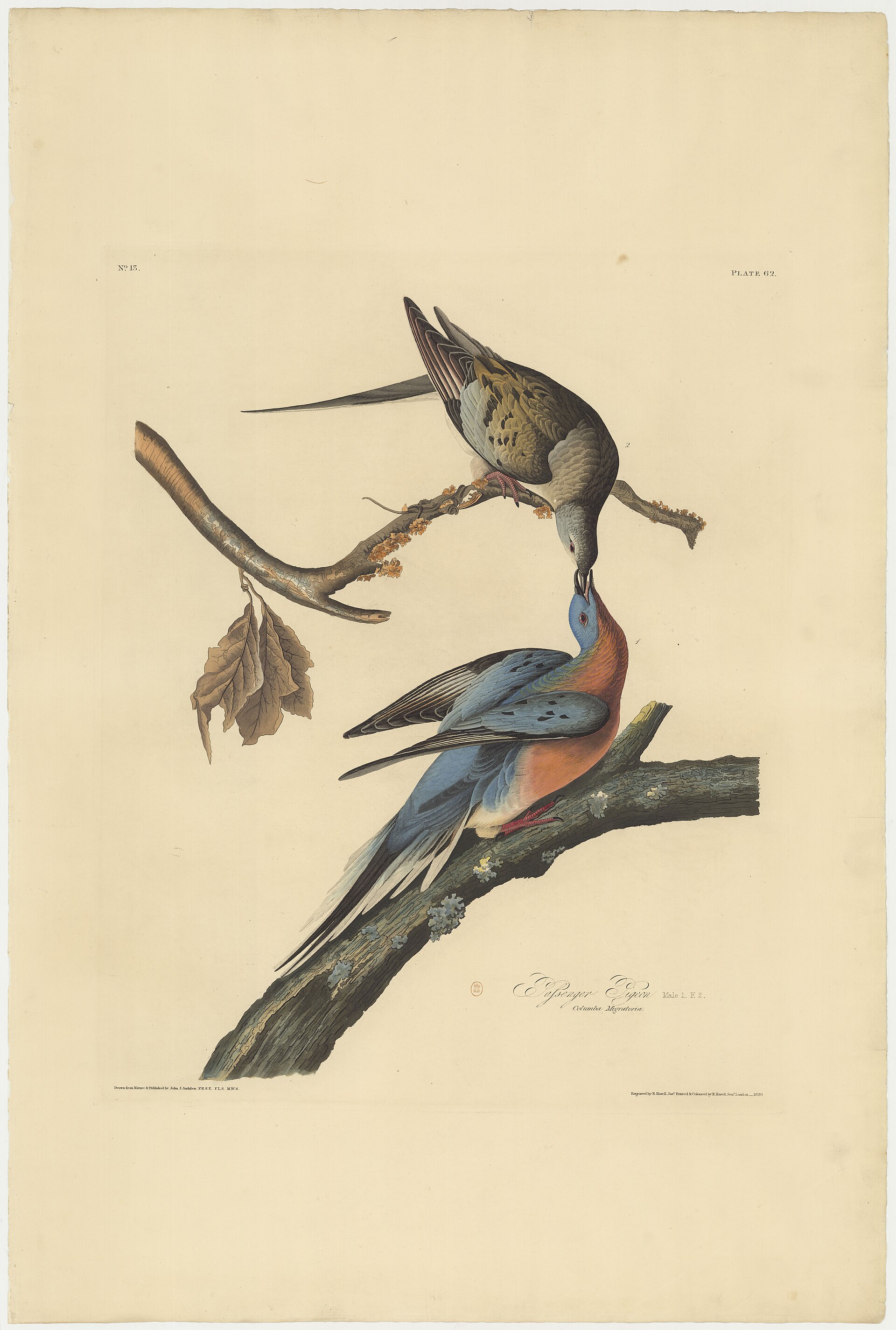 Plate 62, Passenger Pigeon