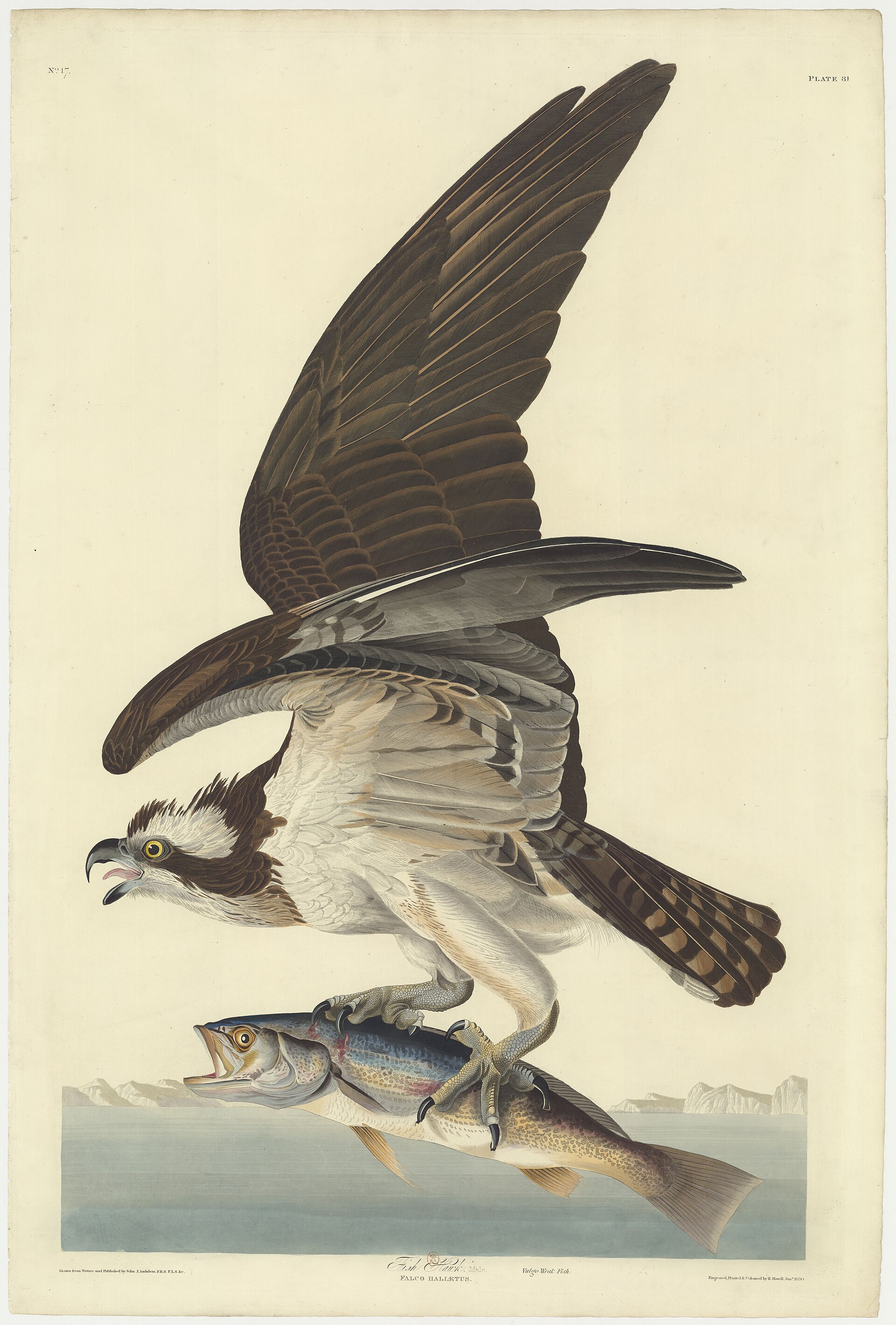Plate 81, Fish Hawk (Osprey)