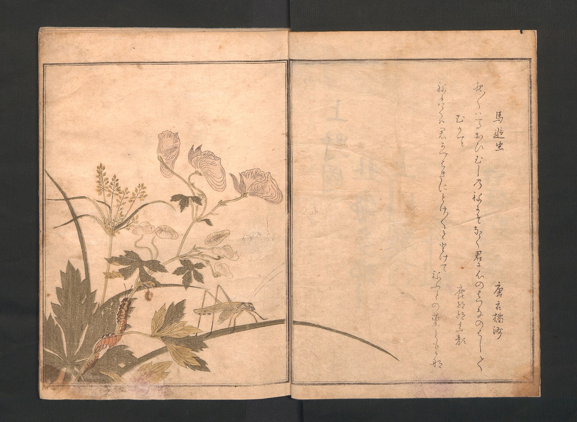 Ehon Mushi Erami (Picture Book of Crawling Creatures), an opening with a katydid and a centipede