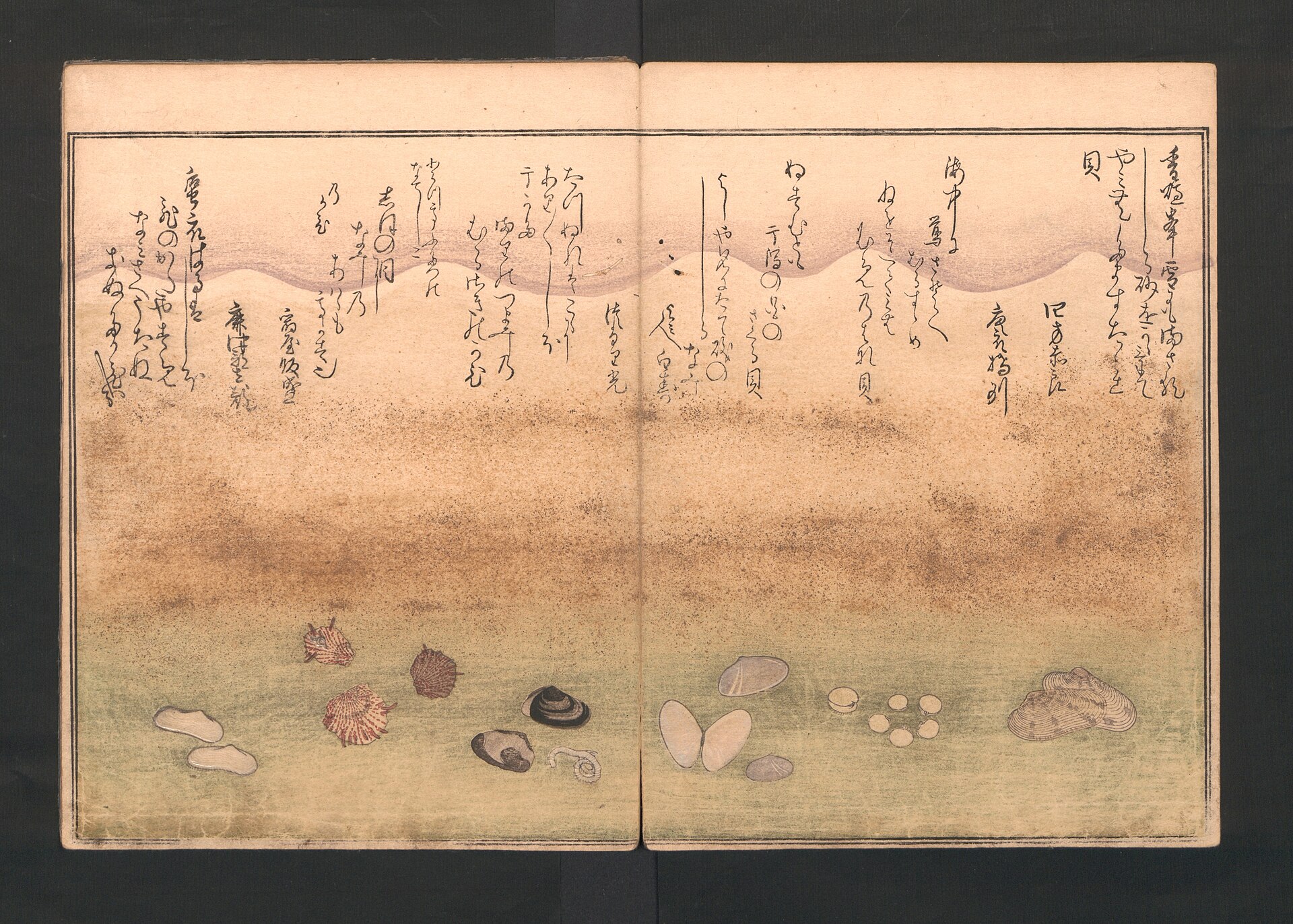 Shiohi no Tsuto (Gifts from the Ebb Tide), an opening of shells