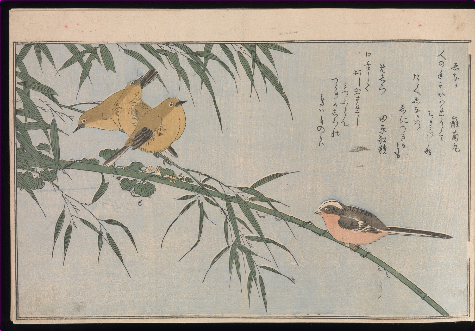 Momo Chidori Kyoka-awase (Myriad Birds), an opening with two birds on a bamboo branch