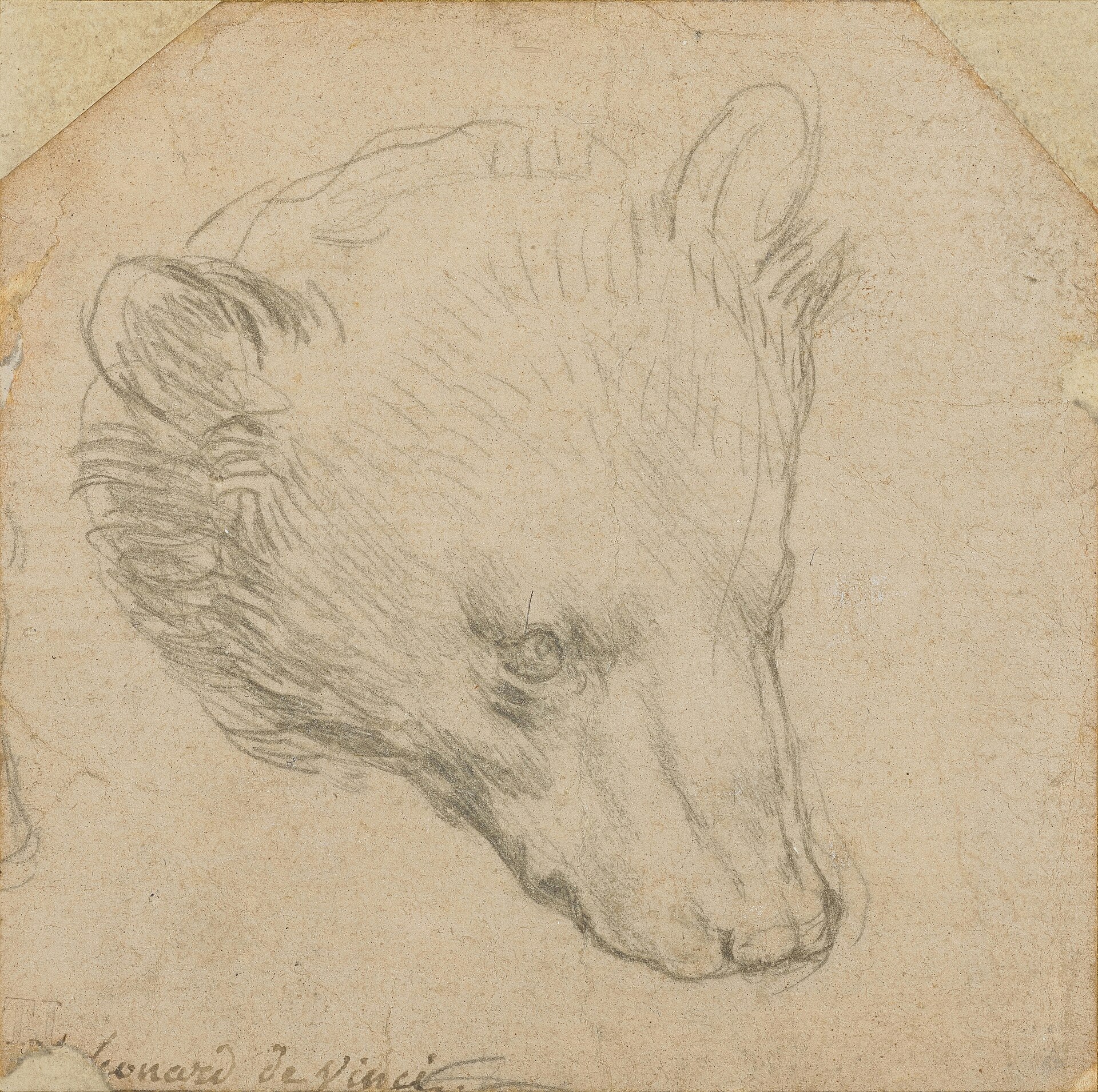 A Bear's Head, silverpoint, sold Christie's London 8 July 2021