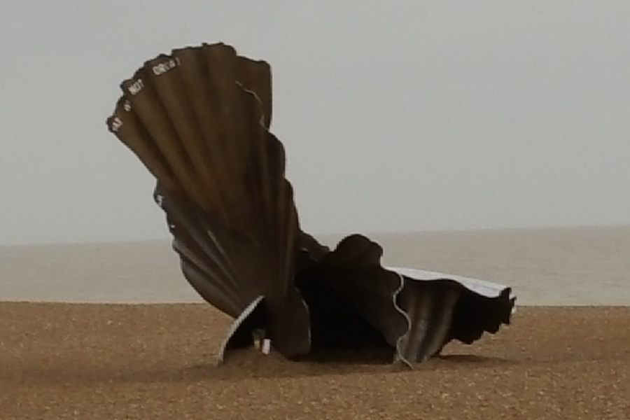 Scallop, Aldeburgh beach, third view