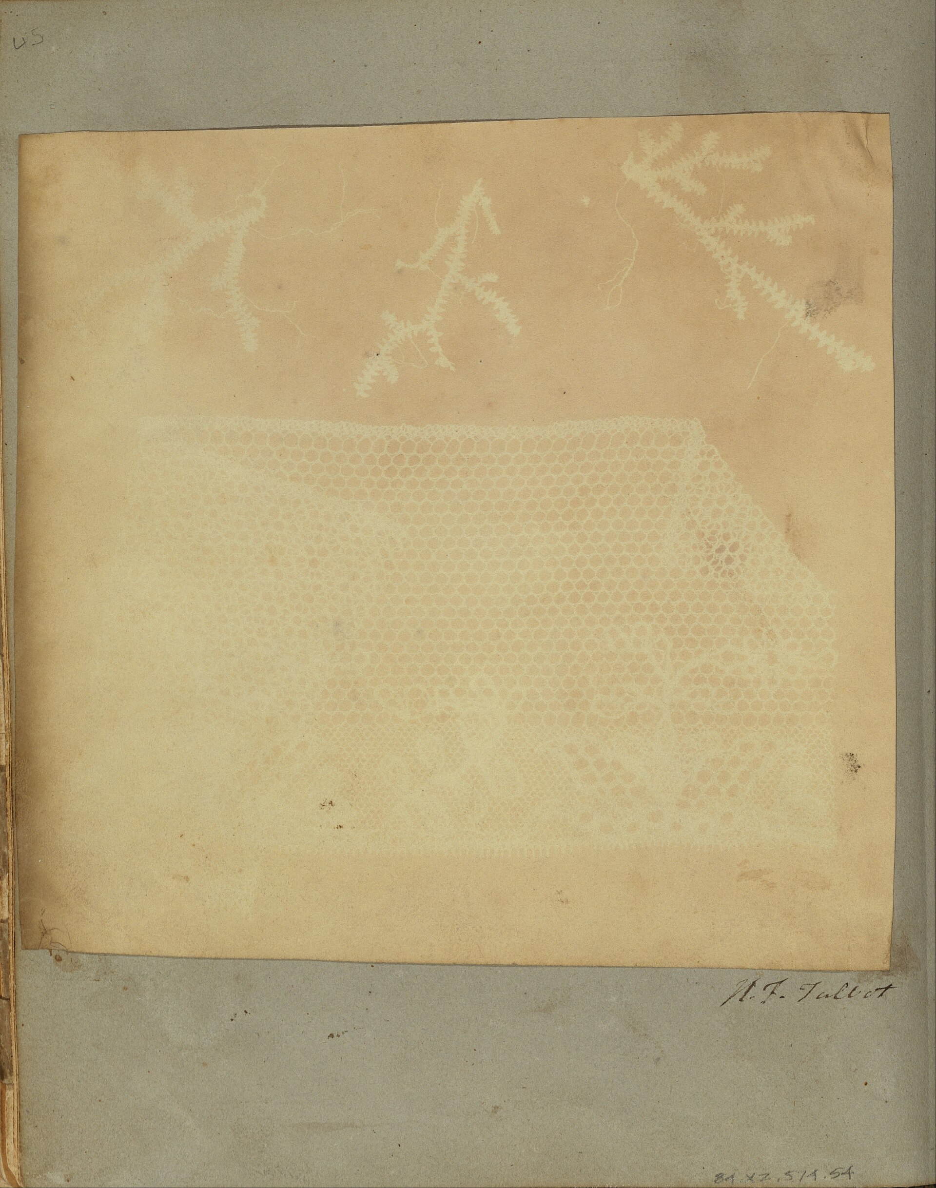A Fragment of Lace with Three Sprigs of Moss