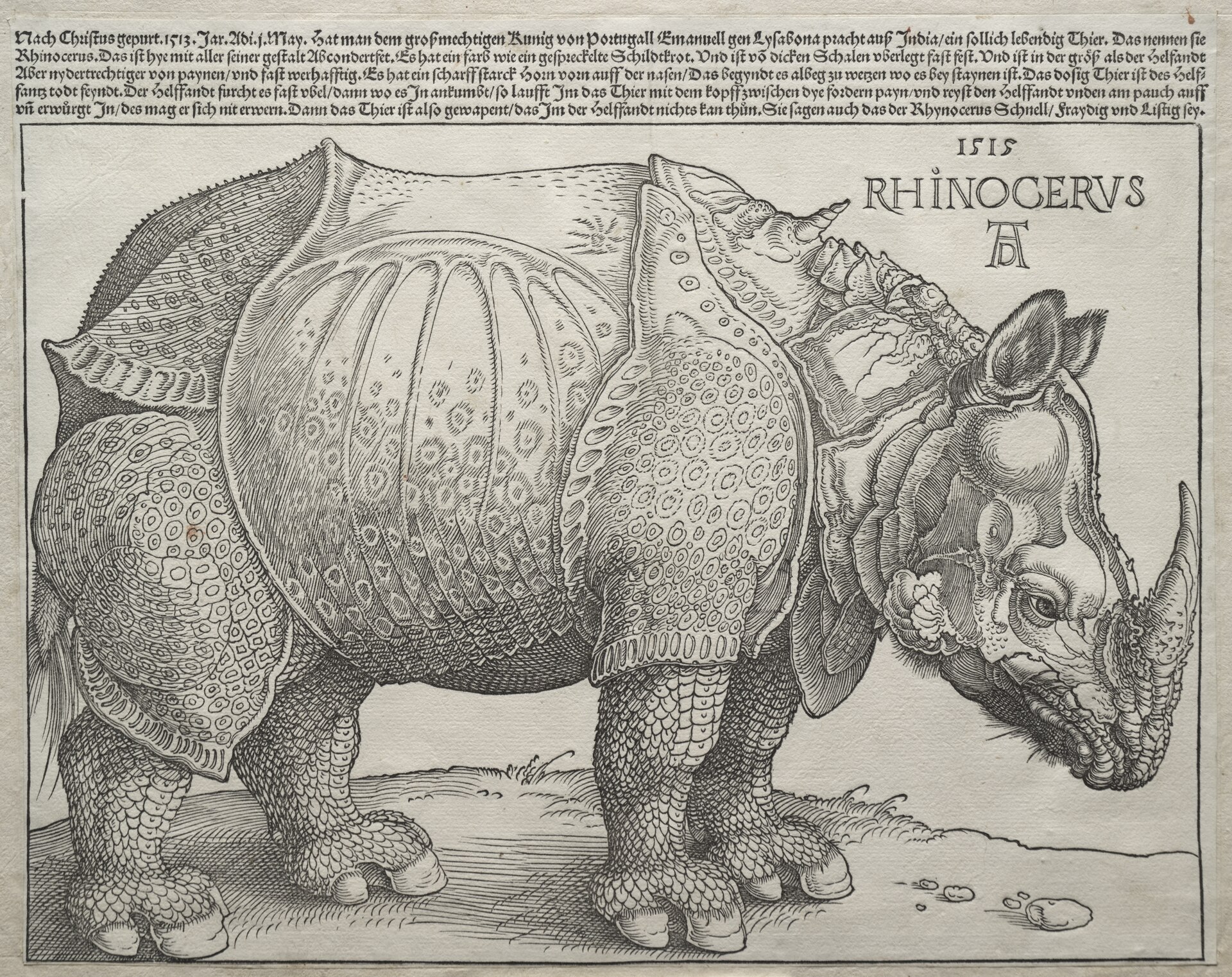The Rhinoceros, a further impression