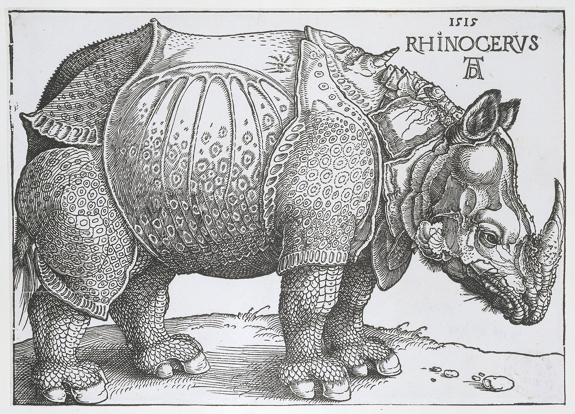 The Rhinoceros by Albrecht Durer