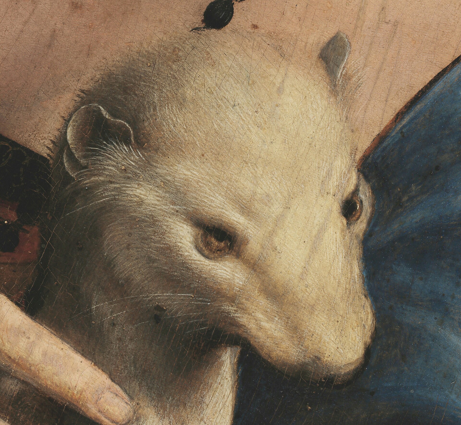 The head of the ermine