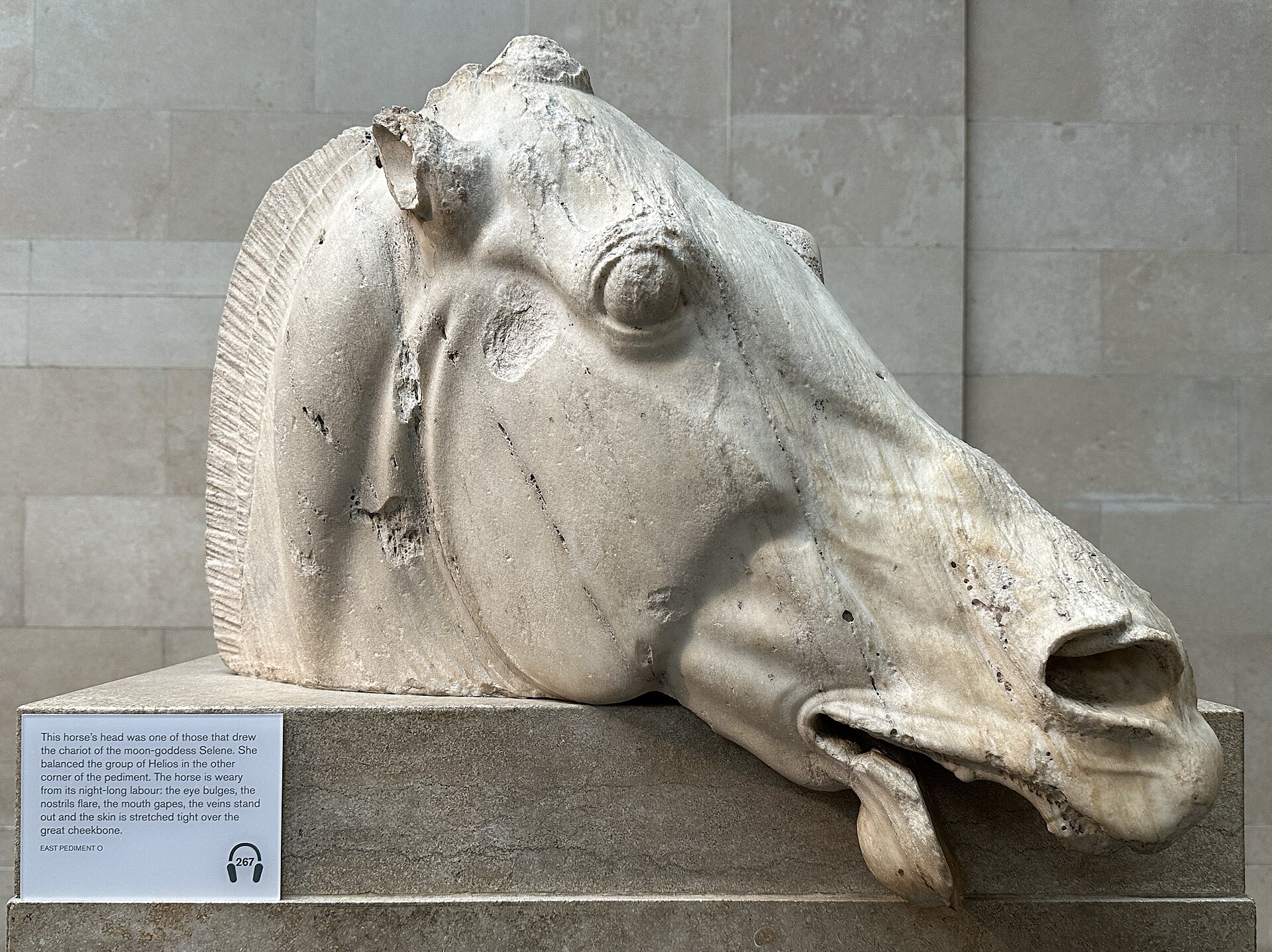 Head of a horse of Selene