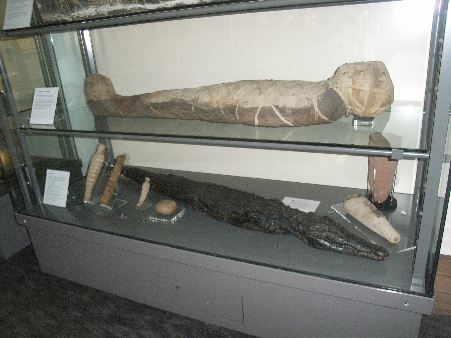 A display case in the Egyptian gallery holding a wrapped mummy and mummified animal remains