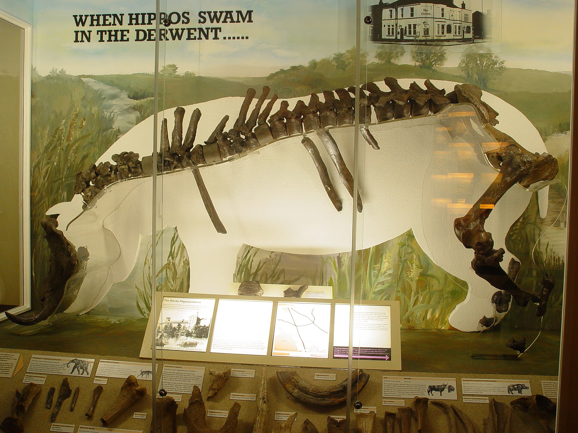 Display of the hippopotamus skeleton known as the Allenton Hippo at Derby Museum and Art Gallery