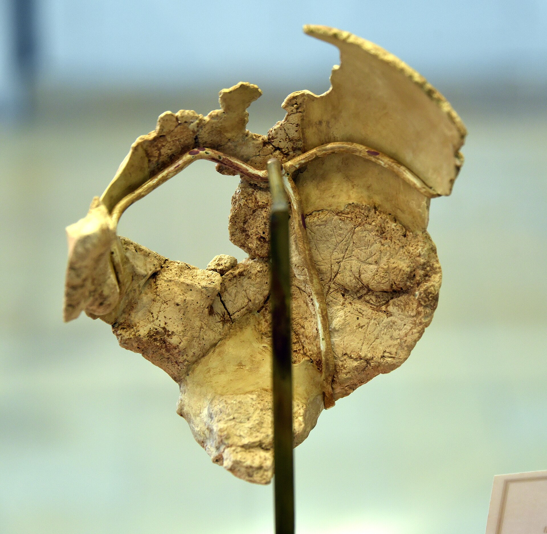 Plastered skull from Ain Ghazal