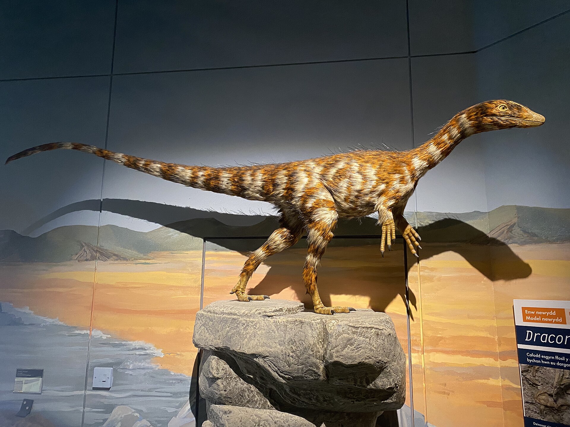 Lifesize model of the Dracoraptor dinosaur skeleton in the Evolution of Wales gallery at National Museum Cardiff