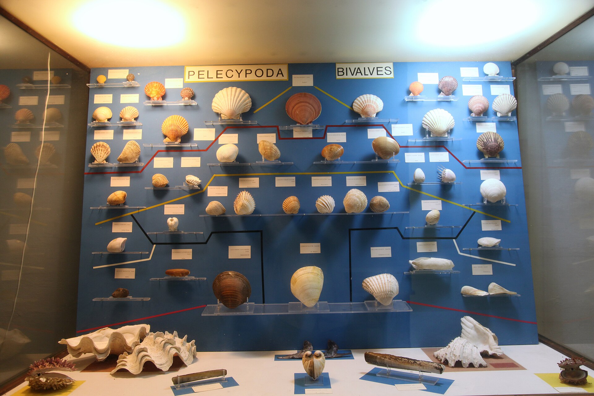 A wall display case of shells arranged by taxonomic group, headed Pelecypoda Bivalves