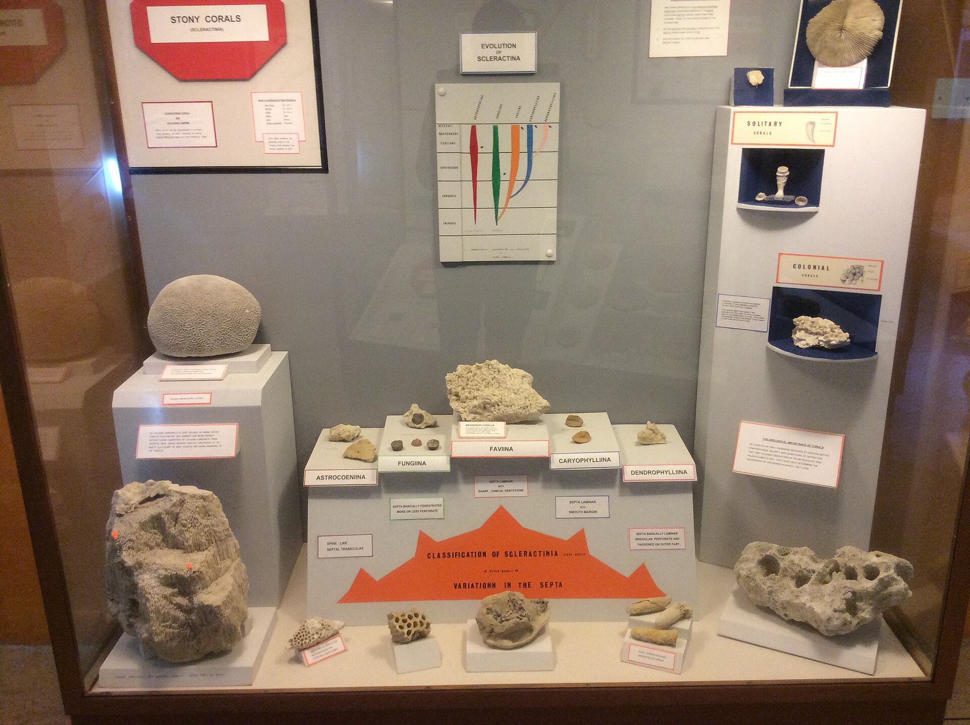 A display case of fossil specimens including a panel reading Stony Corals