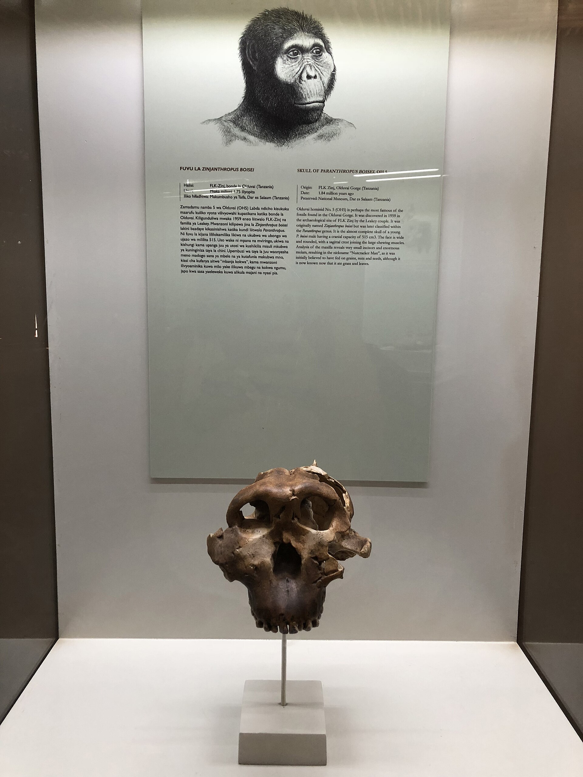 Cast of the Zinjanthropus boisei skull (OH5) on its display stand, with the wall panel describing the 1959 find behind it