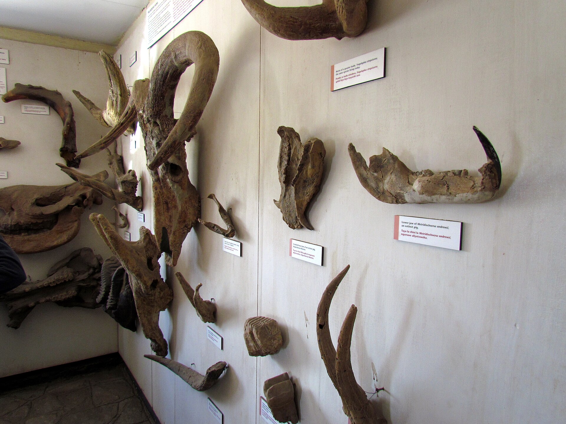 Wall of fossil skulls, horns and jaw fragments of extinct animals from the Olduvai beds, with identification labels
