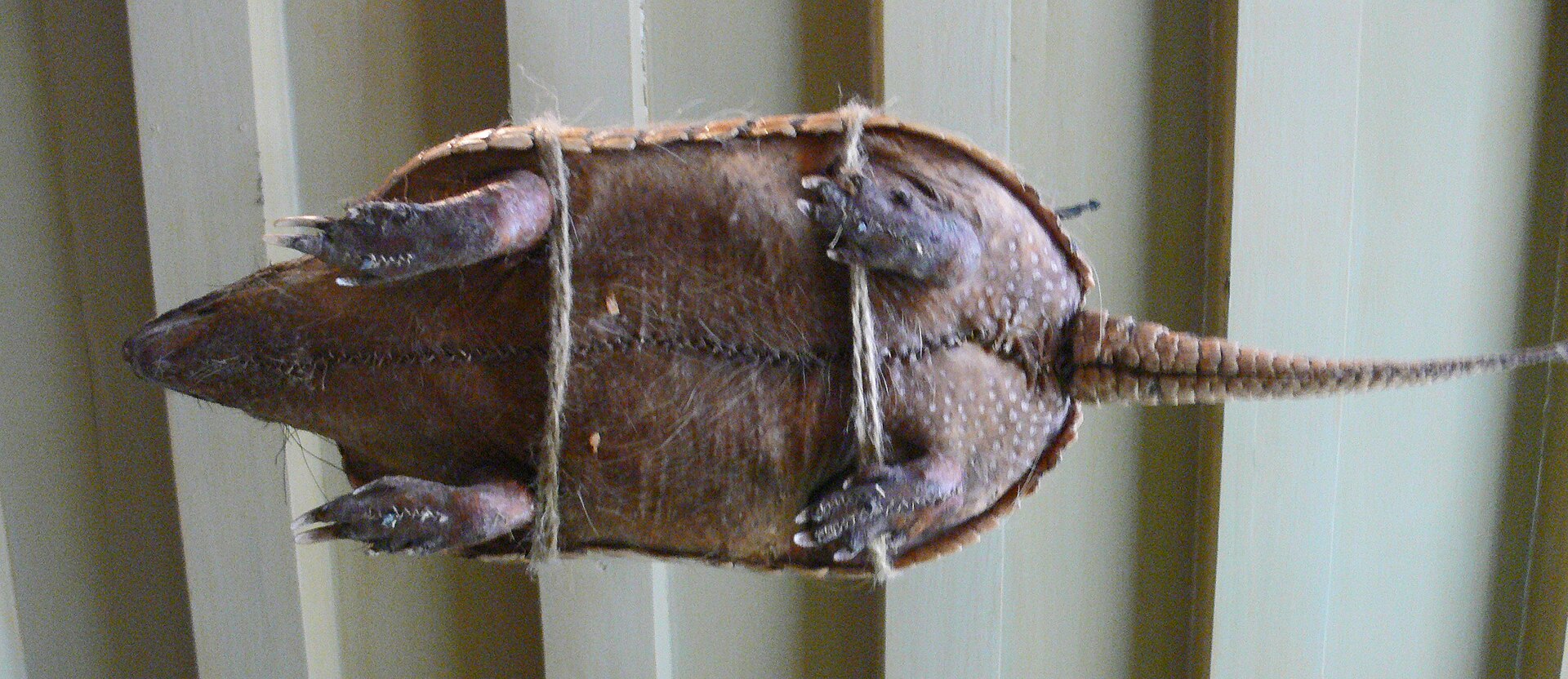 An armadillo among the taxidermy and curiosities displayed in the reconstructed Cabinet of Curiosities
