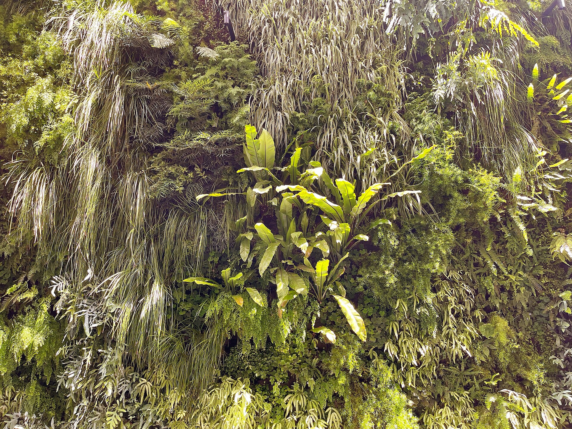 Close view of the dense mixed planting on the Living Wall, on the third-floor sculpture terrace