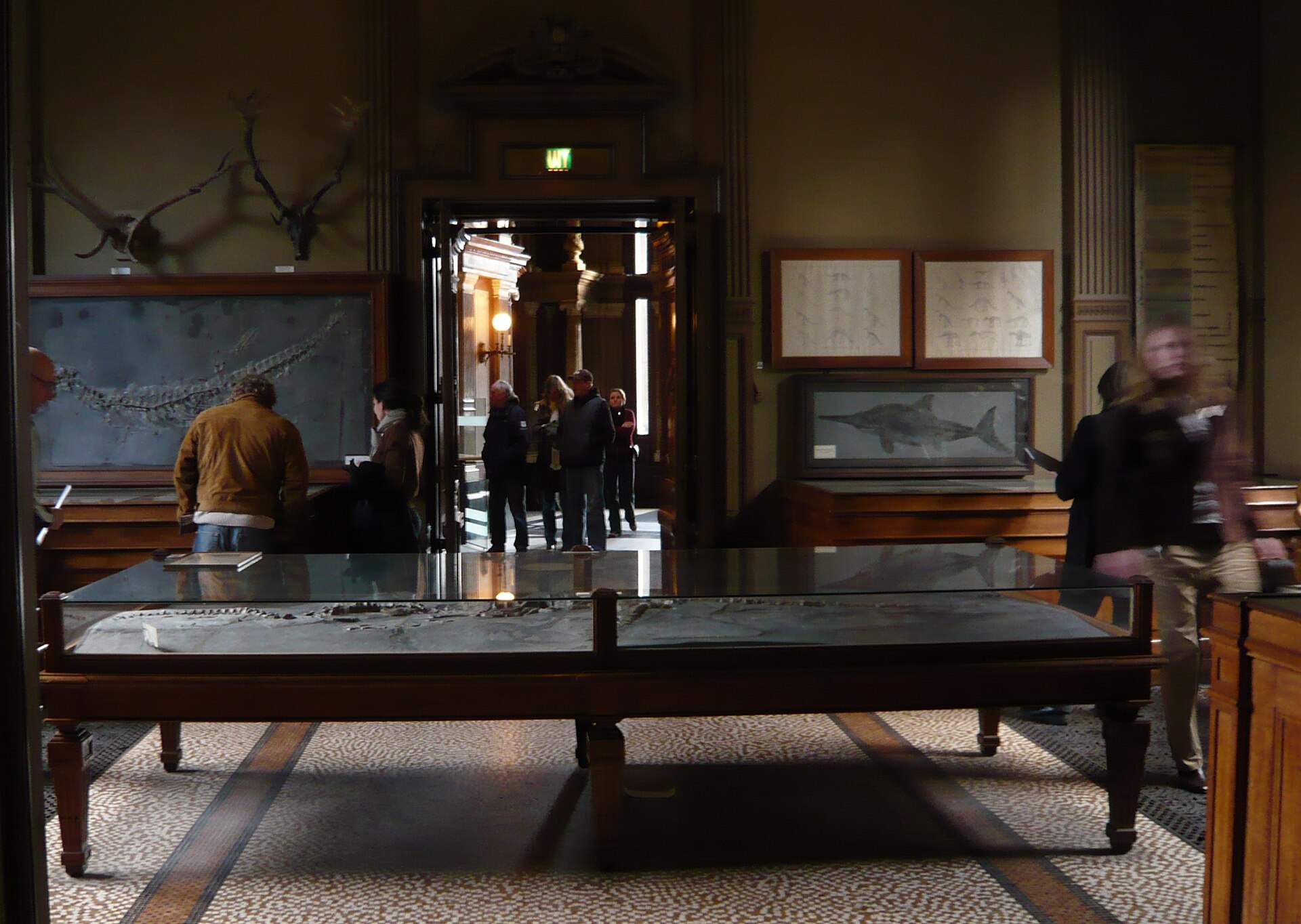 Fossil skeletons displayed on the walls and in table cases in Fossil Room I at Teylers Museum