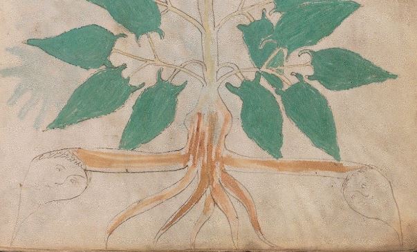 The Voynich Manuscript