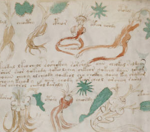 Pharmaceutical folio 88 verso, detail